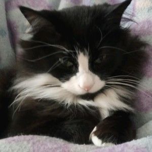 Meet your Posher, Julia